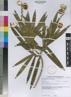 Filed as Dracaena mannii Baker [family DRACAENACEAE] on JSTOR