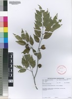 Filed as Strychnos usambarensis Gilg [family STRYCHNACEAE]