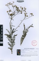Filed as Senecio oederiifolius DC. [family ASTERACEAE]