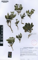 Filed as Pygmaeothamnus chamaedendrum (Kuntze) Robyns var. chamaedendrum [family RUBIACEAE]