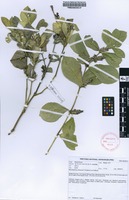 Filed as Neuracanthus africanus T.Anderson ex S.Moore [family ACANTHACEAE]