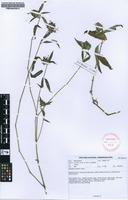 Filed as Dicliptera carvalhoi Lindau [family ACANTHACEAE]