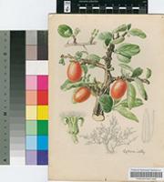 Ximenia caffra Sond. var. caffra
