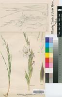 Gladiolus rehmannii Baker