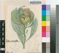 Protea recondita H.Buek ex Meisn.