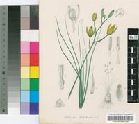 Albuca macowanii Baker