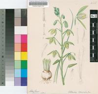 Albuca convoluta E.Phillips