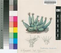 Euphorbia tridentata Lam.