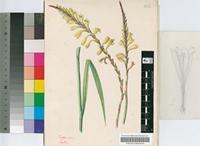 Watsonia flavida L.Bolus
