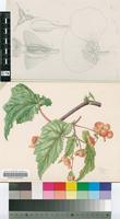 Begonia sutherlandii Hook.f.