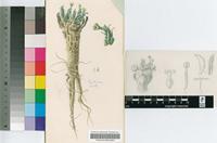 Euphorbia fusca Marloth