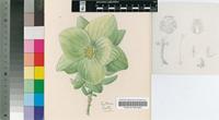 Leucadendron cordatum E.Phillips
