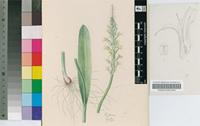 Lachenalia longibracteata E.Phillips