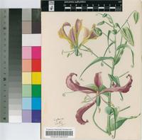 Gloriosa virescens Lindl.