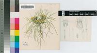 Oedera genistifolia (L.) Anderb. & K.Bremer