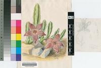 Stapelia forcipis E.Phillips & Letty