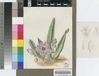 Stapelia conformis N.E.Br.