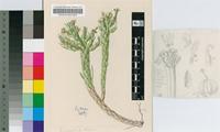 Euphorbia muirii N.E.Br.