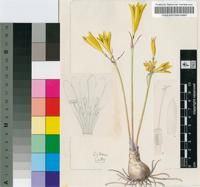 Anoiganthus luteus (Baker) Baker