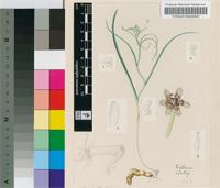 Camptorrhiza strumosa (Baker) Oberm.