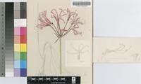Nerine angustifolia (Baker) Baker