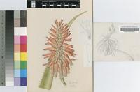 Aloe pluridens Haw.