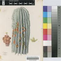 Euphorbia polygona Haw.