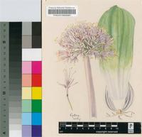 Haemanthus nelsonii Baker
