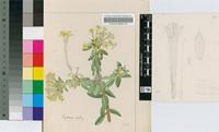 Gnidia anthylloides (L.f.) Gilg