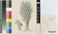 Euphorbia schoenlandii Pax