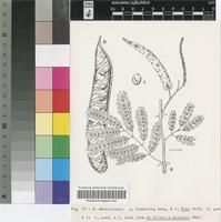 Acacia montis-usti Merxm. & A.Schreib.