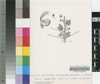 Acacia tortilis (Forssk.) Hayne subsp. spirocarpa (Hochst. ex A.Rich.) Brenan