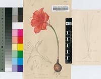 Cyrtanthus guthrieae L.Bolus