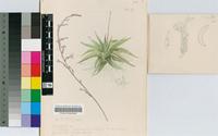 Haworthia ubomboensis I.Verd.