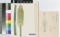 Kniphofia rivularis A.Berger