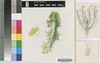 Euphorbia barnardii A.C.White, R.A.Dyer & B.Sloane