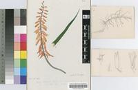 Aloe tidmarshii (Schönland) F.S.Mull.
