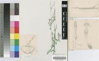 Ceropegia fortuita R.A.Dyer