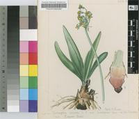 Tulbaghia ludwigiana Harv.