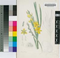 Hypoxis rigidula Baker var. rigidula
