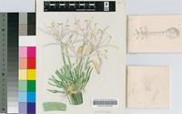 Crinum buphanoides Welw. ex Baker