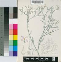 Zilla spinosa (L.) Prantl subsp. spinosa