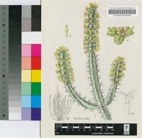 Euphorbia waterbergensis R.A.Dyer