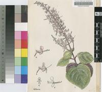 Plectranthus behrii Compton