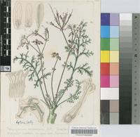 Pelargonium carnosum (L.) L'Hér.