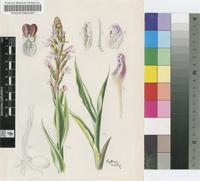 Disa patula Sond. var. transvaalensis Summerh.