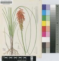 Kniphofia triangularis Kunth subsp. triangularis