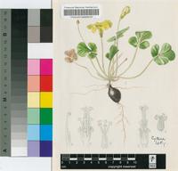Oxalis purpurea L.