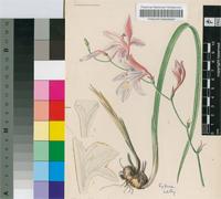 Gladiolus laxiflorus Baker