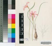 Cyrtanthus thorncroftii C.H.Wright